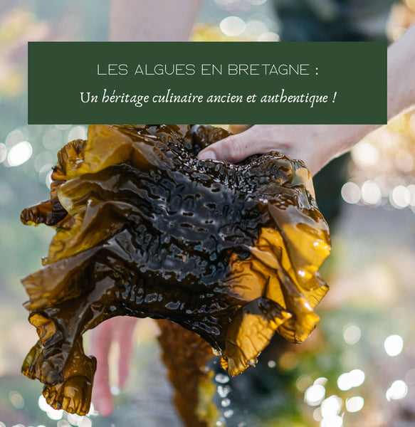 Les algues en Bretagne : un héritage culinaire ancien et authentique !