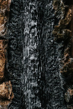 Charger l'image dans la galerie, BRETALG - Producteur - Algues Alimentaires - Legumes de mer déshydratés - Algues déshydratées feuilles entières - Kombu Royal - Biologique - Bretagne