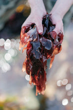 Charger l'image dans la galerie, Dulse fraîche salée biologique FRAIS BRETALG