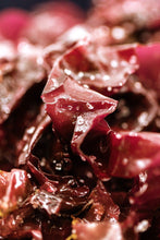 Charger l'image dans la galerie, Dulse fraîche salée biologique FRAIS BRETALG