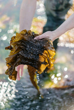 Charger l'image dans la galerie, Kombu Royal frais salé biologique FRAIS BRETALG