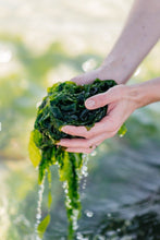 Charger l'image dans la galerie, Laitue de Mer fraîche salée biologique FRAIS BRETALG