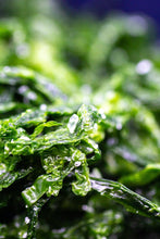 Charger l'image dans la galerie, Laitue de Mer fraîche salée biologique FRAIS BRETALG