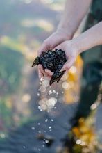 Charger l'image dans la galerie, Nori fraîche salée biologique FRAIS BRETALG