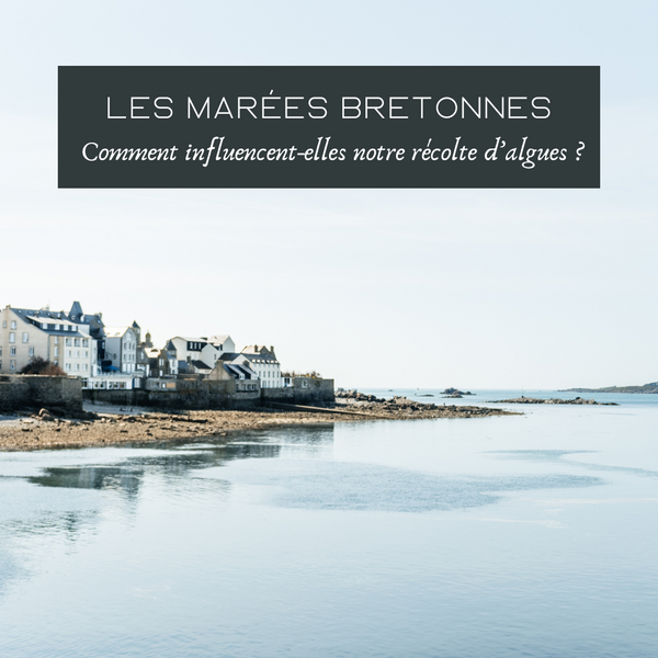 Marées bretonnes : comment influencent-elles notre récolte d’algues ?
