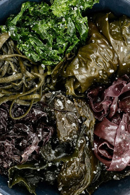Pack découverte algues fraîches salées 600 g FRAIS BRETALG 