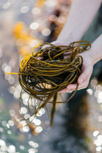 Charger l&#39;image dans la galerie, Spaghetti de Mer frais salé biologique FRAIS BRETALG 
